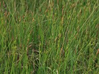 NL, Gelderland, Ede, Bennekomse Meent 6, Saxifraga-Hans Boll