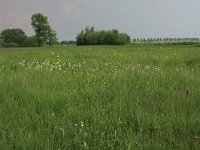 NL, Gelderland, Ede, Bennekomse Meent 7, Saxifraga-Hans Boll