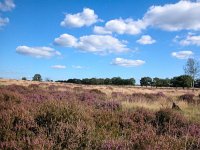 NL, Gelderland, Ede, Deelerwoud 1, Saxifraga-Bart Vastenhouw