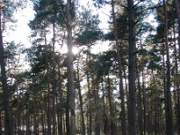 NL, Gelderland, Ede, Deelerwoud 2, Saxifraga-Bart Vastenhouw