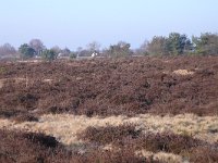 NL, Gelderland, Ede, Ginkelse Heide 2, Saxifraga-Mark Zekhuis