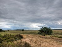 NL, Gelderland, Ede, Nationaal Park De Hoge Veluwe 1, Saxifraga-Bart Vastenhouw