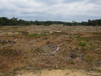 NL, Gelderland, Ede, Nationaal Park De Hoge Veluwe 10, Saxifraga-Mark Zekhuis