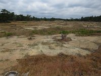 NL, Gelderland, Ede, Nationaal Park De Hoge Veluwe 13, Saxifraga-Mark Zekhuis