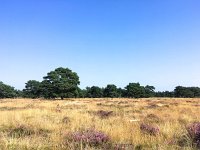 NL, Gelderland, Ede, Nationaal Park De Hoge Veluwe 4, Saxifraga-Bart Vastenhouw