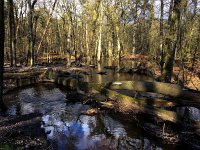 NL, Gelderland, Ermelo, Leuvenumse beek 3, Saxifraga-Bart Vastenhouw