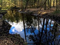 NL, Gelderland, Ermelo, Leuvenumse beek 4, Saxifraga-Bart Vastenhouw