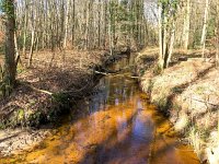 NL, Gelderland, Ermelo, Staverdense beek 4, Saxifraga-Bart Vastenhouw