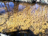 NL, Gelderland, Ermelo, Staverdense beek 6, Saxifraga-Bart Vastenhouw