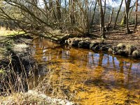 NL, Gelderland, Ermelo, Staverdense beek 7, Saxifraga-Bart Vastenhouw