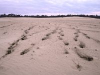 NL, Gelderland, Harderwijk, Beekhuizerzand 11, Saxifraga-Luuk Vermeer