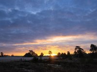 NL, Gelderland, Harderwijk, Beekhuizerzand 13, Saxifraga-Luuk Vermeer