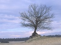 NL, Gelderland, Harderwijk, Beekhuizerzand 2, Saxifraga-Jan Nijendijk