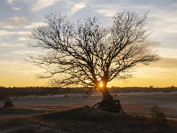 NL, Gelderland, Harderwijk, Beekhuizerzand 20, Saxifraga-Luuk Vermeer