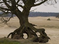 NL, Gelderland, Harderwijk, Beekhuizerzand 9, Saxifraga-Jan Nijendijk