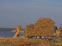 Rietmaaien  Rietmaaien Wolderwijd kust