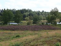 NL, Gelderland, Heumen, Overasseltsche en Hatertsche vennen 120, Saxifraga-Hans Boll