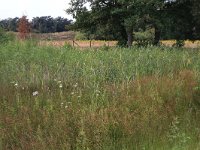 NL, Gelderland, Heumen, Overasseltsche en Hatertsche vennen 123, Saxifraga-Hans Boll