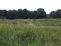 NL, Gelderland, Heumen, Overasseltsche en Hatertsche vennen 132, Saxifraga-Hans Boll