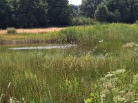 NL, Gelderland, Heumen, Overasseltsche en Hatertsche vennen 133, Saxifraga-Hans Boll