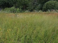 NL, Gelderland, Heumen, Overasseltsche en Hatertsche vennen 137, Saxifraga-Hans Boll