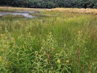 NL, Gelderland, Heumen, Overasseltsche en Hatertsche vennen 140, Saxifraga-Hans Boll