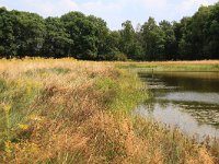 NL, Gelderland, Heumen, Overasseltsche en Hatertsche vennen 151, Saxifraga-Hans Boll