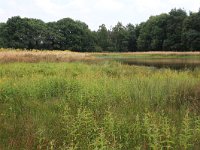 NL, Gelderland, Heumen, Overasseltsche en Hatertsche vennen 152, Saxifraga-Hans Boll