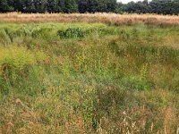 NL, Gelderland, Heumen, Overasseltsche en Hatertsche vennen 155, Saxifraga-Hans Boll