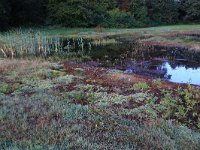 NL, Gelderland, Heumen, Overasseltsche en Hatertsche vennen 16, Saxifraga-Hans Boll