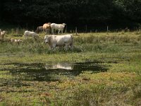 NL, Gelderland, Heumen, Overasseltsche en Hatertsche vennen 180, Saxifraga-Hans Boll