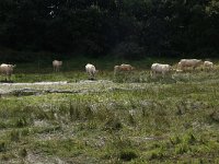 NL, Gelderland, Heumen, Overasseltsche en Hatertsche vennen 181, Saxifraga-Hans Boll