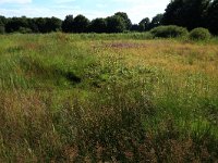 NL, Gelderland, Heumen, Overasseltsche en Hatertsche vennen 185, Saxifraga-Hans Boll