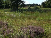 NL, Gelderland, Heumen, Overasseltsche en Hatertsche vennen 186, Saxifraga-Hans Boll