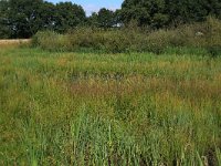 NL, Gelderland, Heumen, Overasseltsche en Hatertsche vennen 187, Saxifraga-Hans Boll