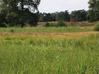 NL, Gelderland, Heumen, Overasseltsche en Hatertsche vennen 205, Saxifraga-Hans Boll