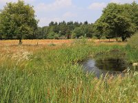 NL, Gelderland, Heumen, Overasseltsche en Hatertsche vennen 208, Saxifraga-Hans Boll