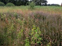 NL, Gelderland, Heumen, Overasseltsche en Hatertsche vennen 212, Saxifraga-Hans Boll