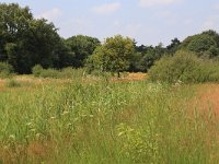 NL, Gelderland, Heumen, Overasseltsche en Hatertsche vennen 220, Saxifraga-Hans Boll