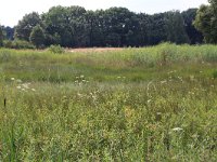 NL, Gelderland, Heumen, Overasseltsche en Hatertsche vennen 222, Saxifraga-Hans Boll