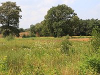 NL, Gelderland, Heumen, Overasseltsche en Hatertsche vennen 225, Saxifraga-Hans Boll