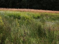 NL, Gelderland, Heumen, Overasseltsche en Hatertsche vennen 234, Saxifraga-Hans Boll