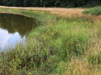 NL, Gelderland, Heumen, Overasseltsche en Hatertsche vennen 248, Saxifraga-Hans Boll