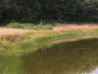 NL, Gelderland, Heumen, Overasseltsche en Hatertsche vennen 251, Saxifraga-Hans Boll