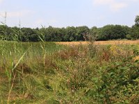 NL, Gelderland, Heumen, Overasseltsche en Hatertsche vennen 254, Saxifraga-Hans Boll