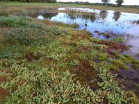 NL, Gelderland, Heumen, Overasseltsche en Hatertsche vennen 267, Saxifraga-Hans Boll