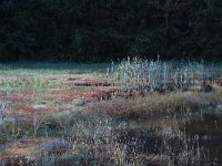 NL, Gelderland, Heumen, Overasseltsche en Hatertsche vennen 272, Saxifraga-Hans Boll