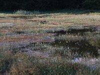 NL, Gelderland, Heumen, Overasseltsche en Hatertsche vennen 274, Saxifraga-Hans Boll