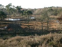 NL, Gelderland, Heumen, Overasseltsche en Hatertsche vennen 3, Saxifraga-Hans Boll