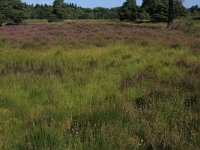 NL, Gelderland, Heumen, Overasseltsche en Hatertsche vennen 35, Saxifraga-Hans Boll